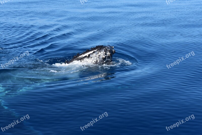 Whale Ocean Sea Water Nature