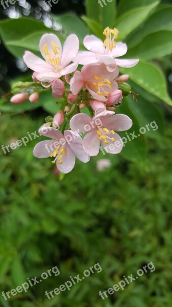 Pink Nature Blossom Bloom Spring