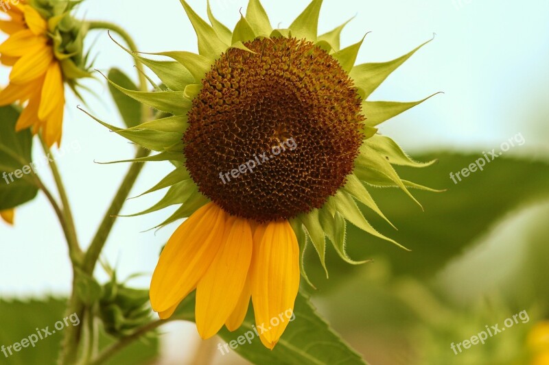 Sunflower Blossom Bloom Petals Failed