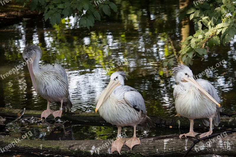 Pelikan Bird Animal Animal World Water Bird