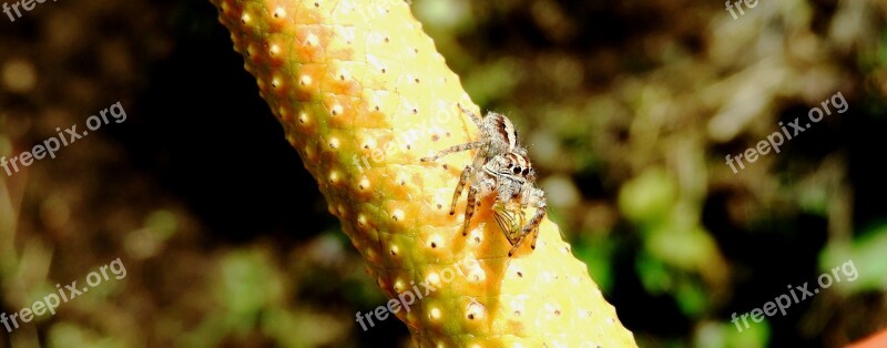 Nature Macro Insect Spiders Armenia