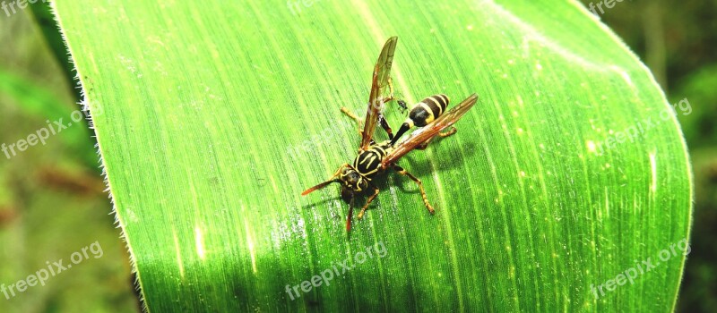 Macro Insect Wasp Sting Armenia