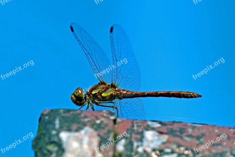 Darter Sympetrum Dragonfly Flight Insect Dragonflies Odonata