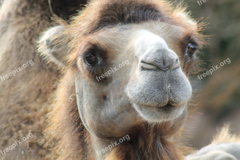 Camel Zoo Desert Animal Free Photos