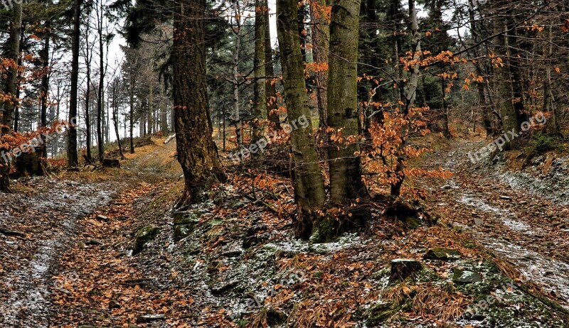 Beeches Part Winter Autumn Way