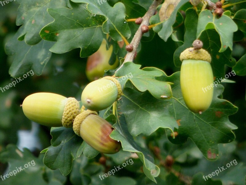 Acorns Oak Nature Fruit Tree