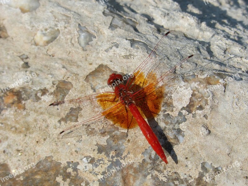 Red Dragonfly Detail Rock Winged Insect Sympetrum Fonscolombii