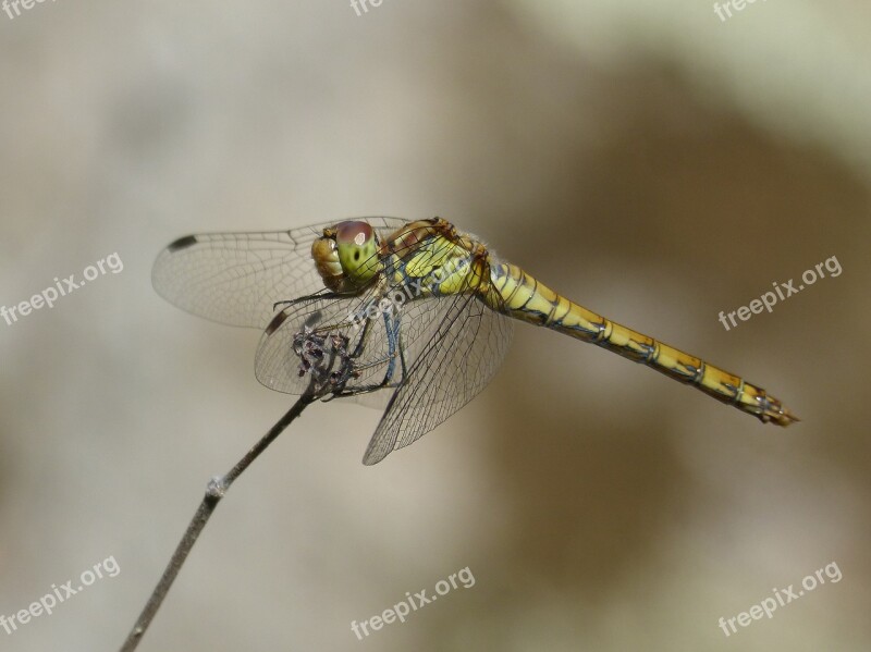 Ibélula Yellow Dragonfly Detail Winged Insect Cordulegaster Boltonii