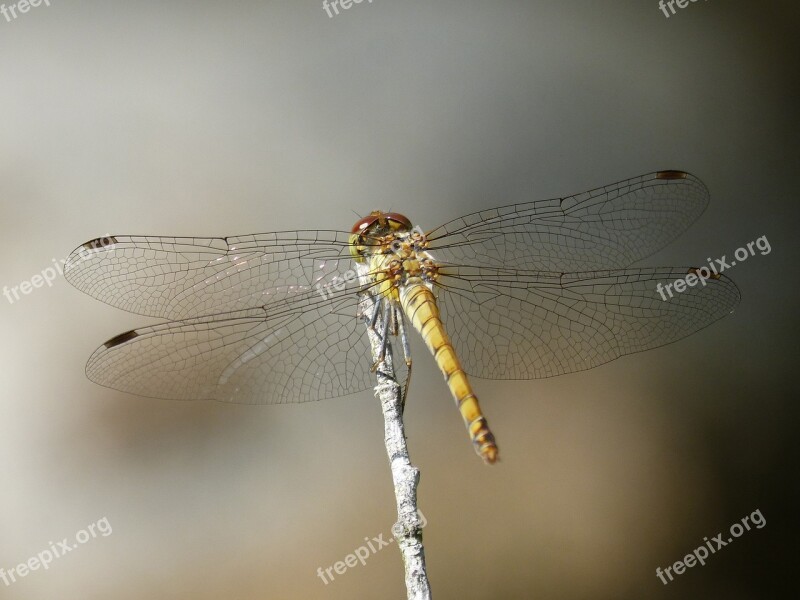 Ibélula Yellow Dragonfly Detail Winged Insect Cordulegaster Boltonii