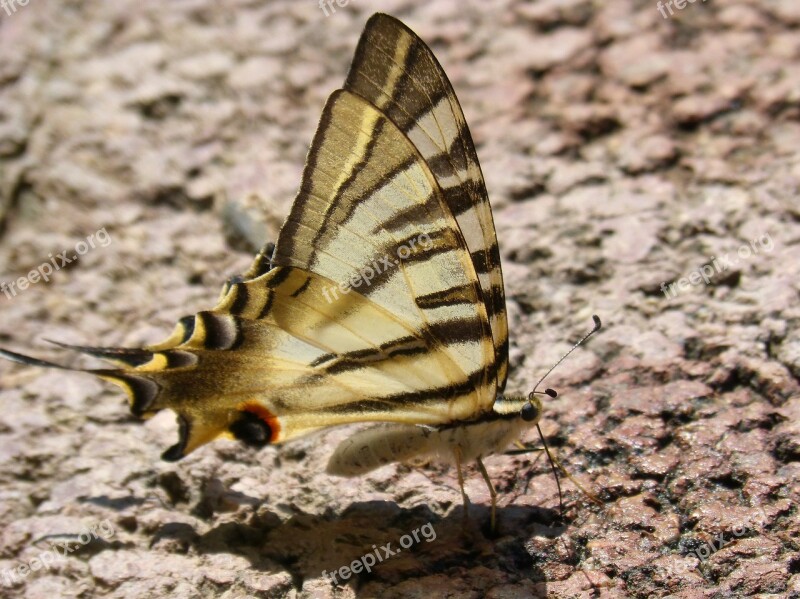 Butterfly Machaon Beauty Papilio Machaon Free Photos