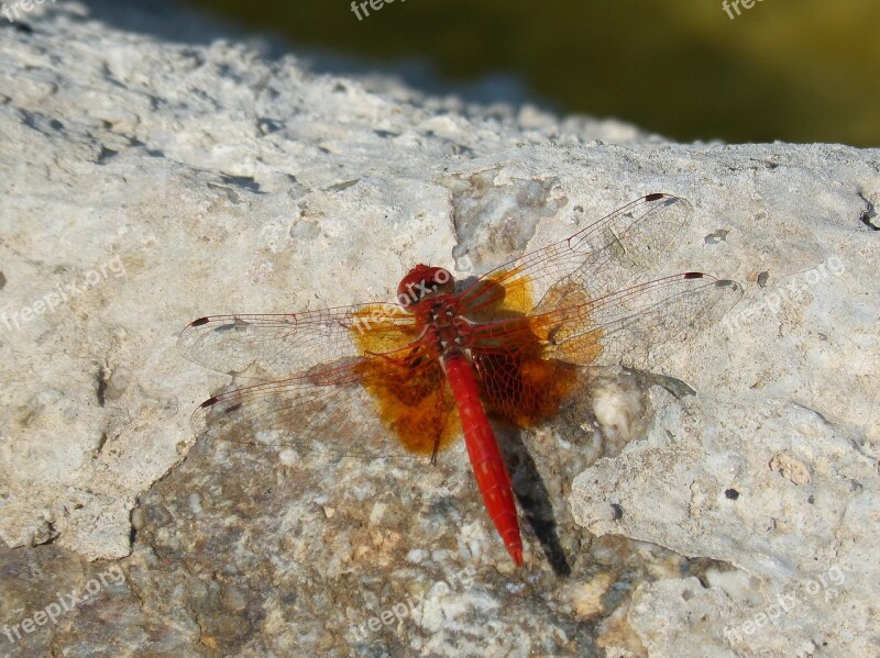 Red Dragonfly Detail Rock Pond Winged Insect