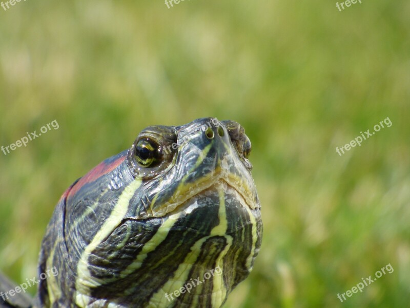 Turtle Terrapin Chelonien Reptile Nature