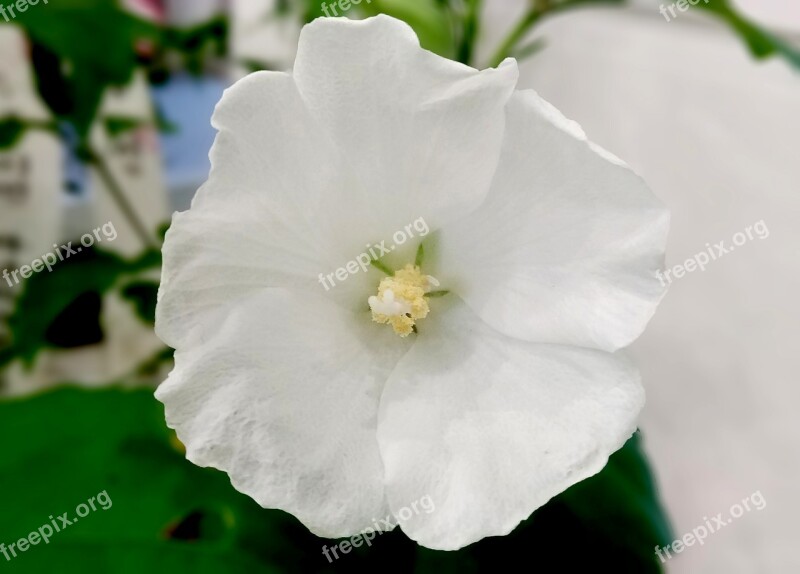 Rose Of Sharon One In Back Single-core Republic Of Korea Chrysanthemum Sejong City