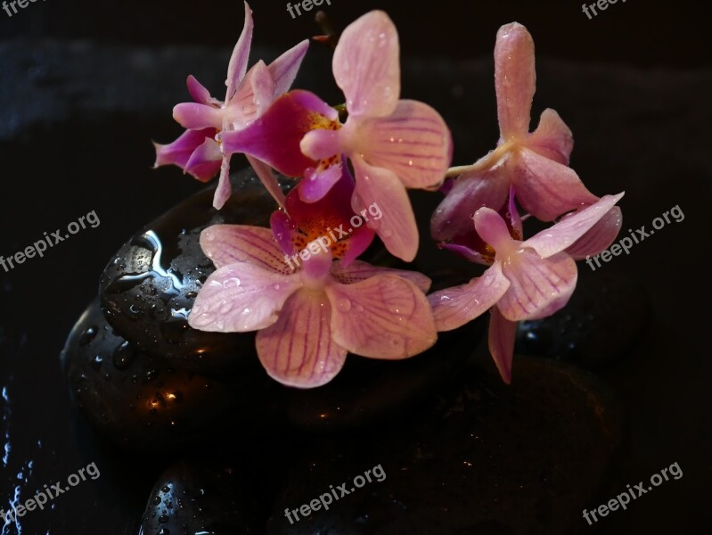 Orchid Wellness Stones Relaxation Recovery