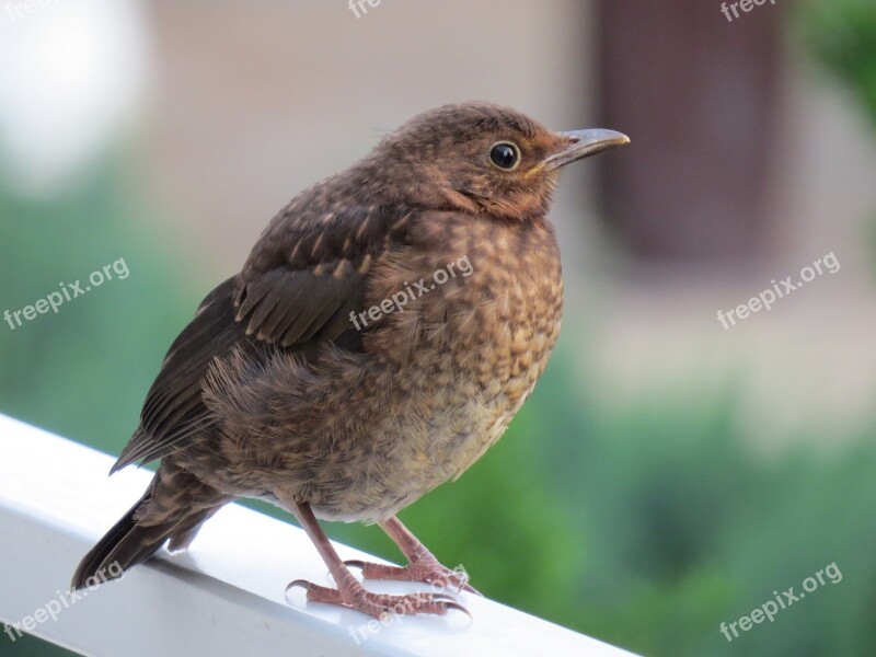 Young Bird Blackbird Songbird Bird Young Nature