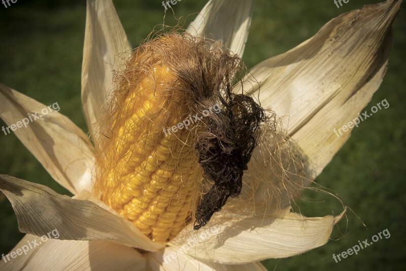 Corn On The Cob Corn Zea Mays Cereals Food