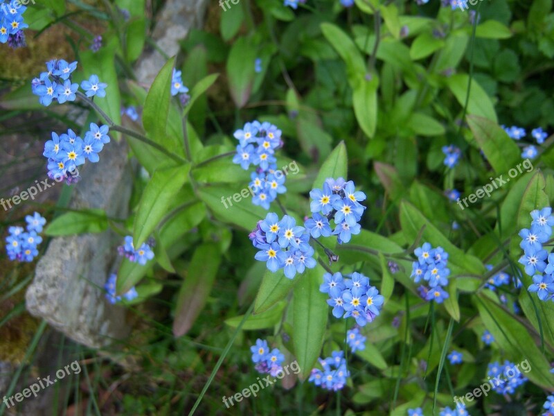 Flowers Forget Me Not Bloom Blue Summer