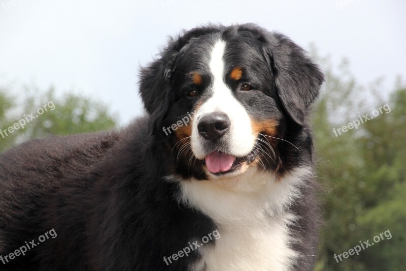 Bernese Mountain Dog Bernese Free Photos