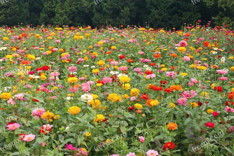 Flower Park Natural Garden Flowering