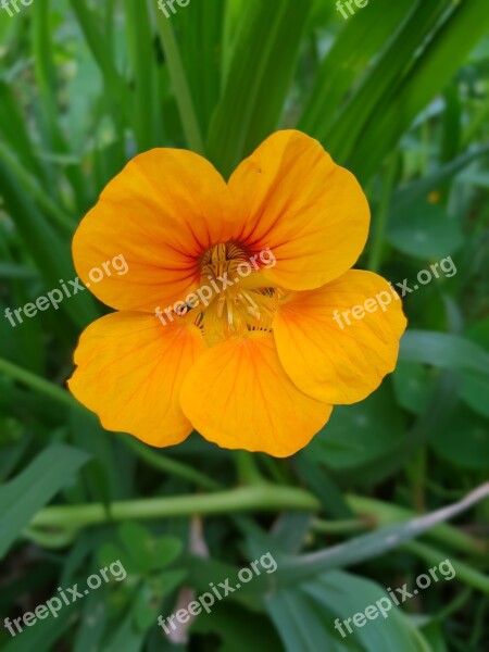 Nasturtium Flower Macro Free Photos