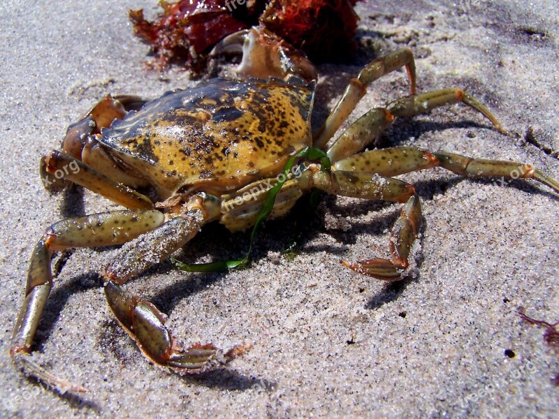 Cancer Crab Baltic Sea Fehmarn Beach