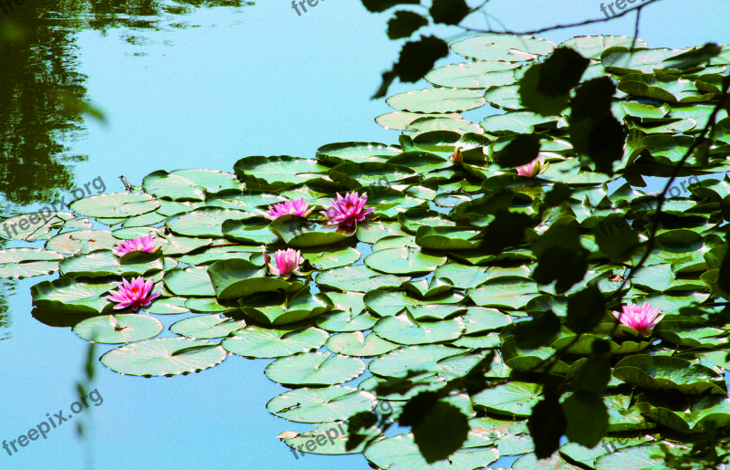 Water Lilies Pond Lake Water Nature