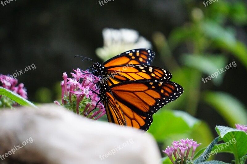 Monarch Butterfly Animals Zoo Butterfly Monarch