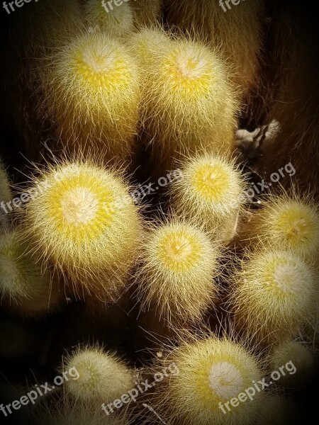 Cactus Cacti Barrel Cactus Prickly Desert