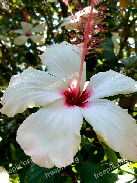 White Hibiscus Rosemallow Tropical Flower Bloom Blossom