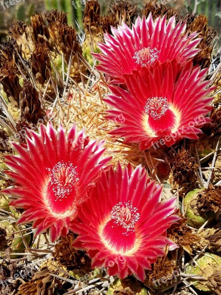 Cactus Flowers Barrel Cactus Desert Flower Cacti Flowers