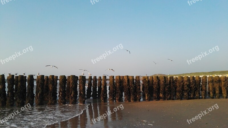 Beach Piles Nature Wood Pile Seagull