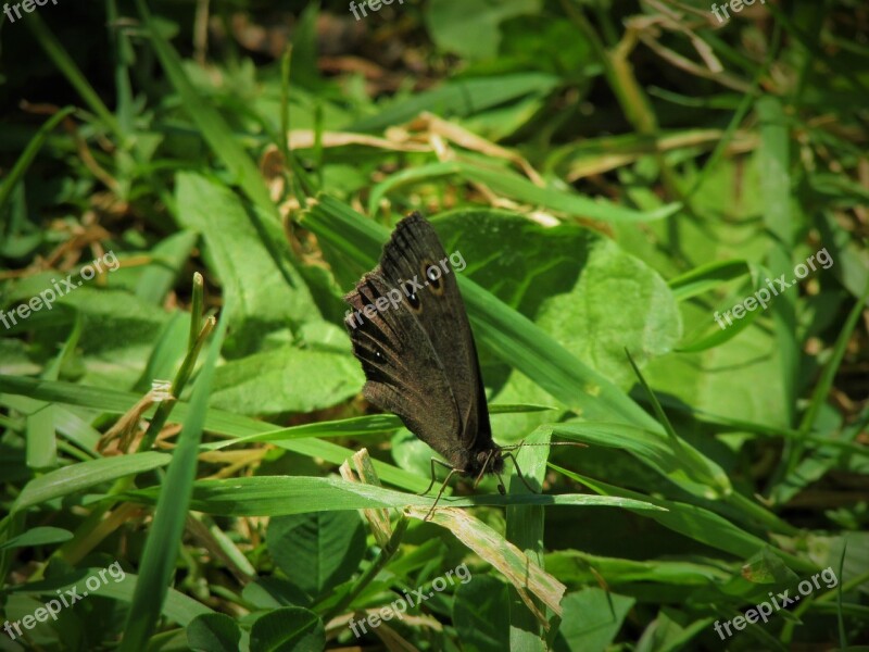 Butterfly Wood Nymph Common Nature