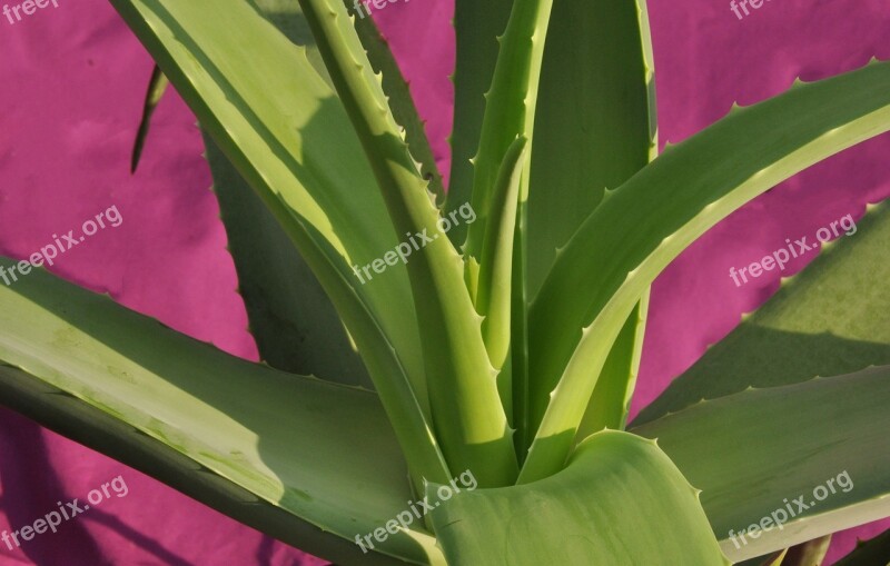 Aloe Vera Plant Aloe Free Photos