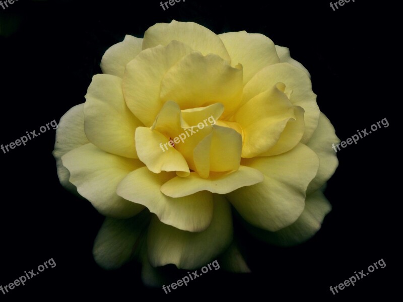 Flower Rose Tea Beauty Garden