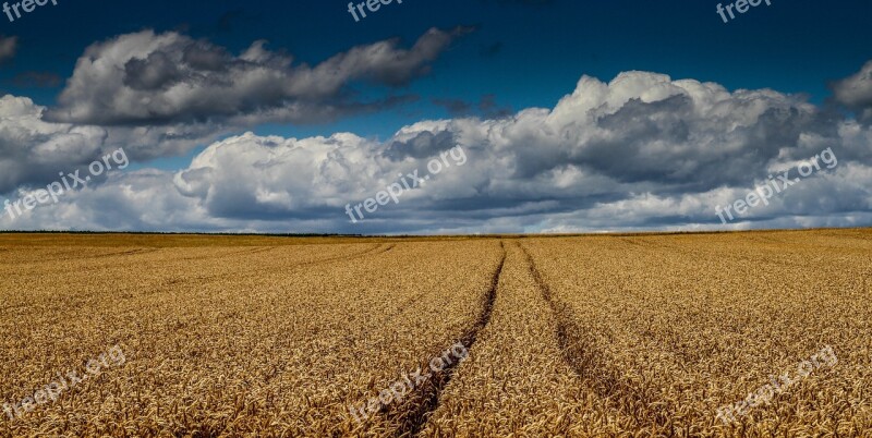 Cornfield Wheat Field Harvest Free Photos