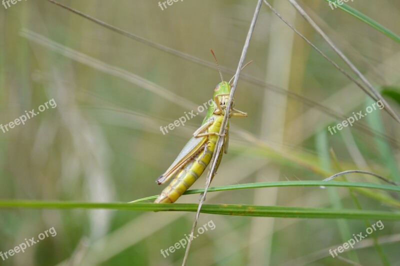 Grasshopper Cricket Insect Nature Green