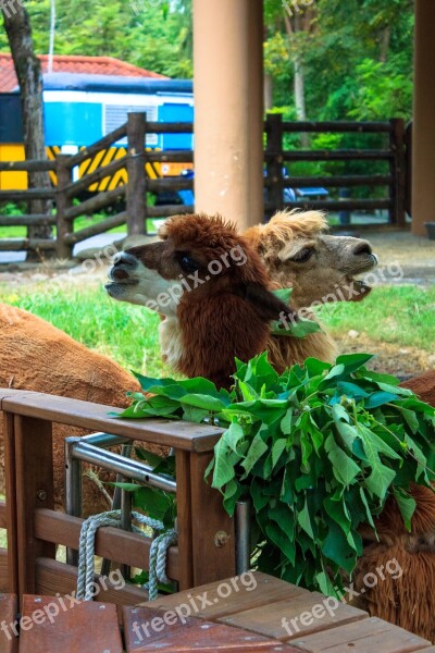 Alpaca Zoo Taiwan Taipei Animal