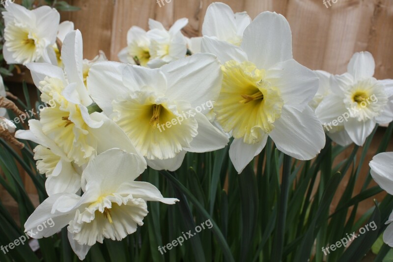 Daffodil Narcissus Amaryllidaceae Daffadowndilly Springtime