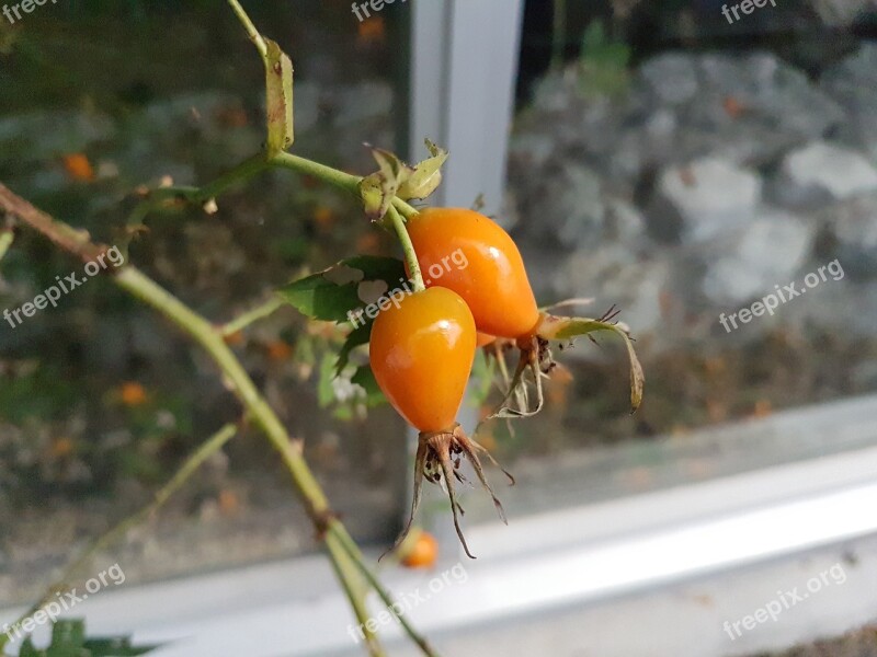 Rose Hip Plant Leaf Outdoor Free Photos