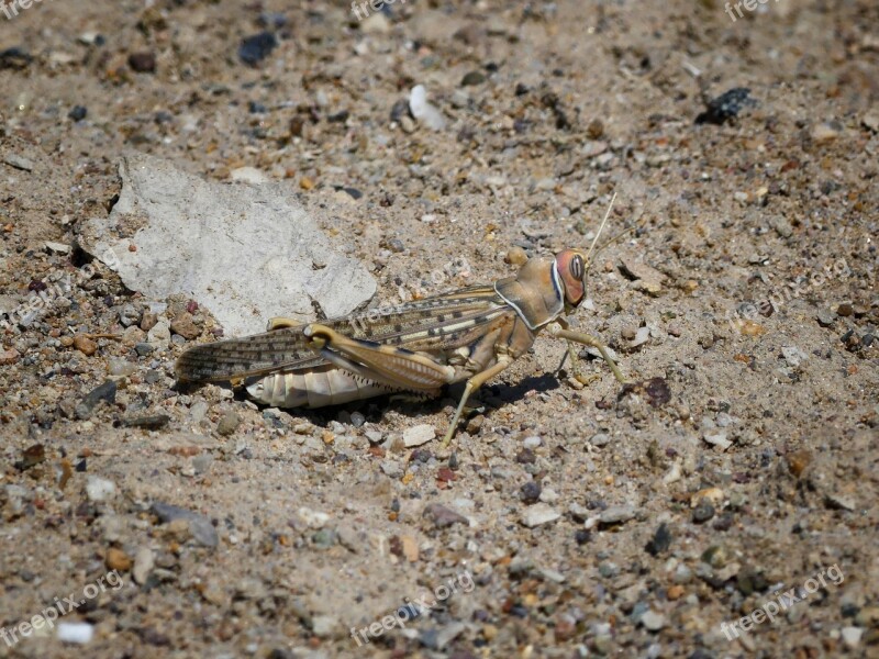 Grasshopper Insect Nature Animal Close Up