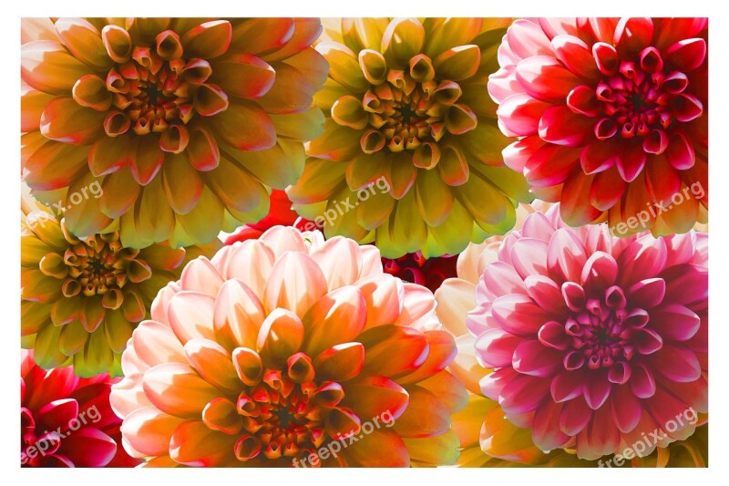 Flowers Blossom Bloom Raghavendra Frame