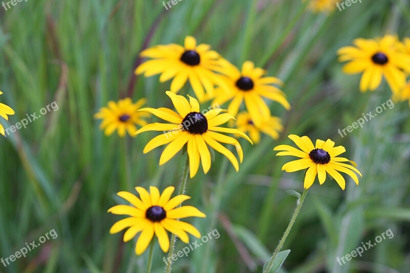 Flowers Daisies Walk In The Park Flower Carpet Hamburg