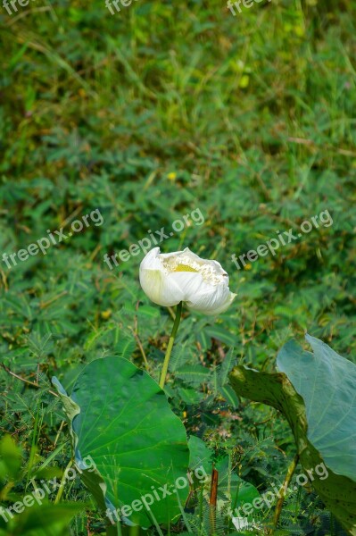 Lotus Flower Flower White Lotus White Lotus Flower Nature