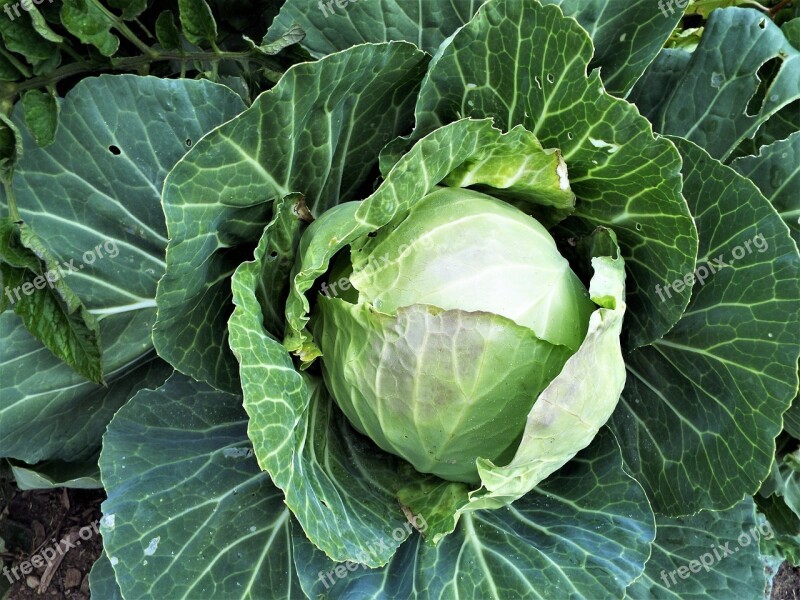 Summer Cabbage Healthy Free Photos