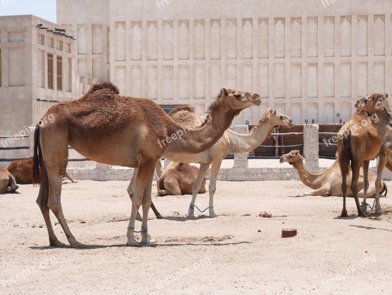 Camel Doha Hot Animals Camels