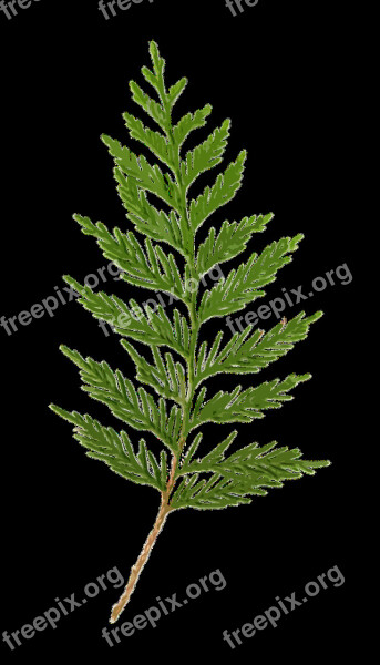 Cedar Clipart Clip-art Transparent Foliage