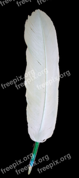 Eagle Feather White Bird Transparent