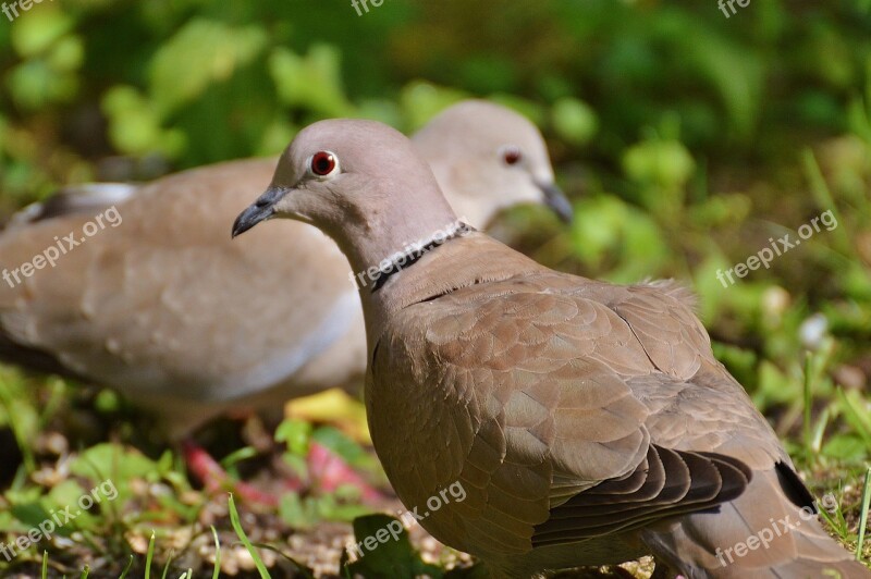 Collared Pigeons Lovebirds Couple Pair