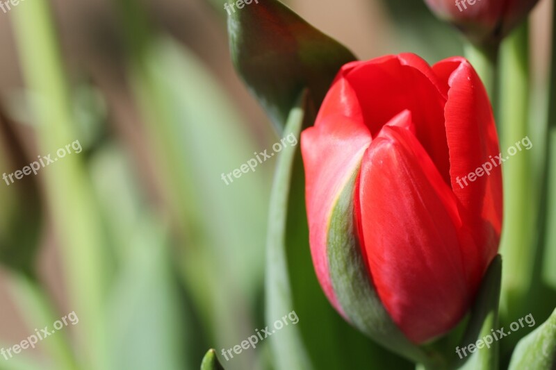 Red Tulip Flowers Woman Gift