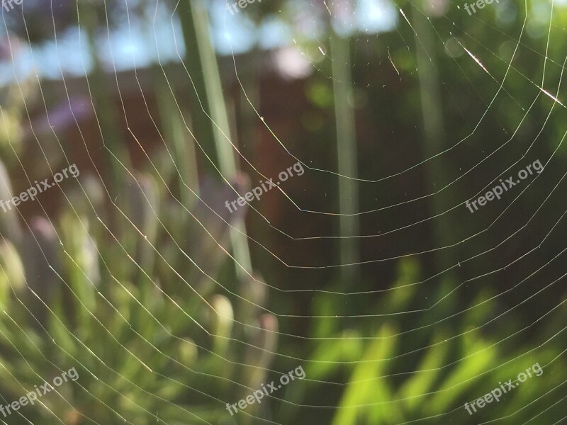 Cobweb Macro Nature Spiderweb Morning